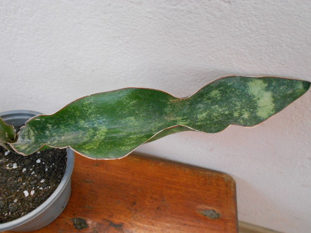 DSCN9185.JPG