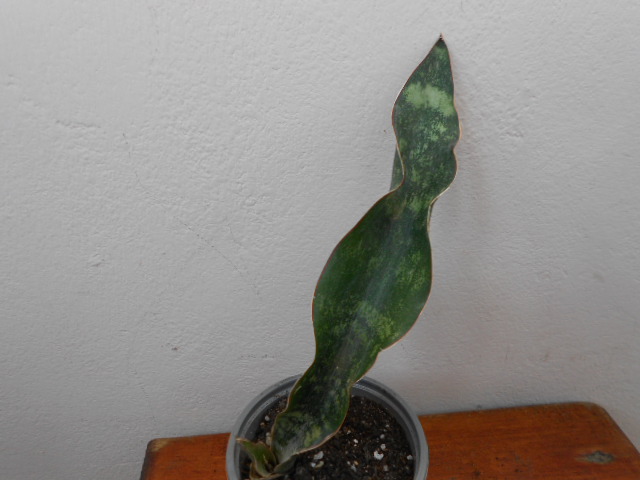 DSCN9186.JPG