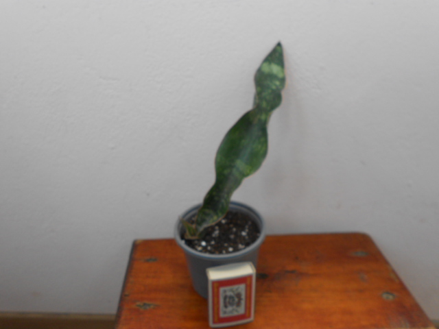 DSCN9187.JPG