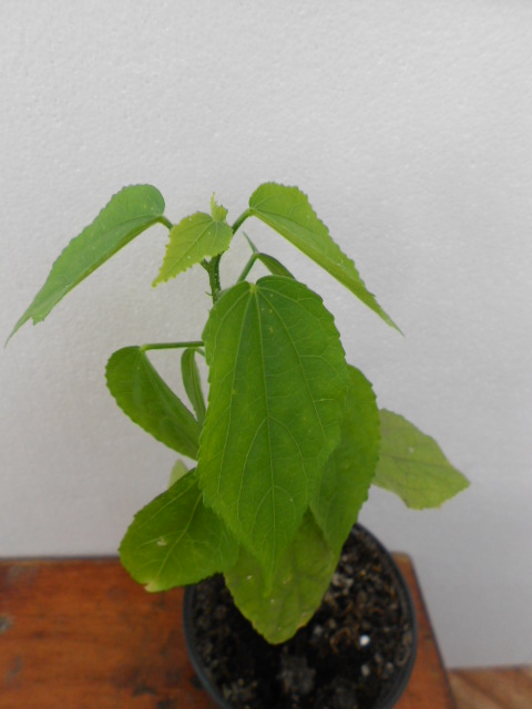DSCN9694.JPG