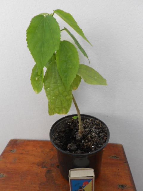 DSCN9696.JPG