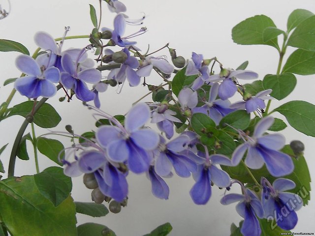 klerodendrum-ugandijskij-vzrosloe-rastenie-1-6025760.jpg