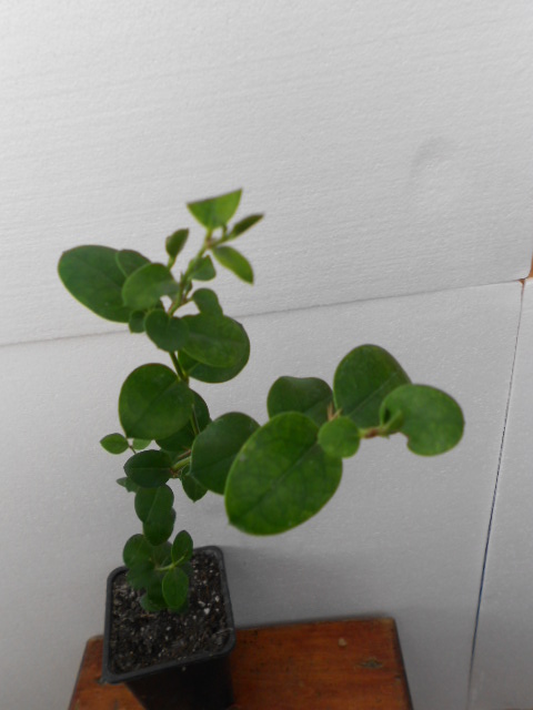 DSCN9704.JPG