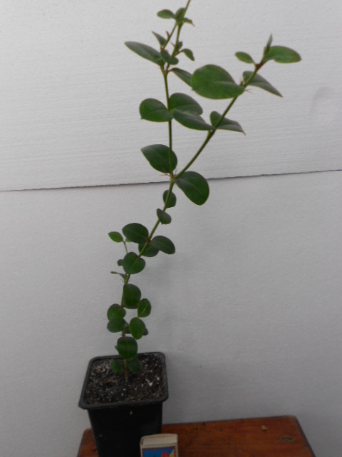 DSCN9707.JPG
