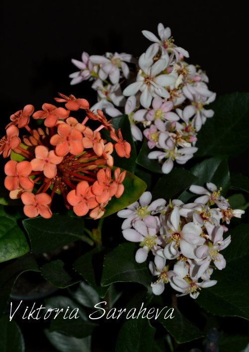 DSC_0874_500x707.jpg