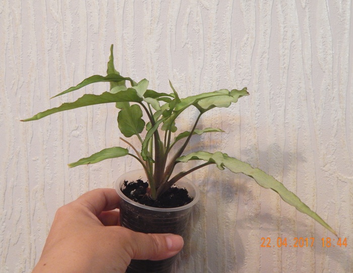 DSCN7740.JPG