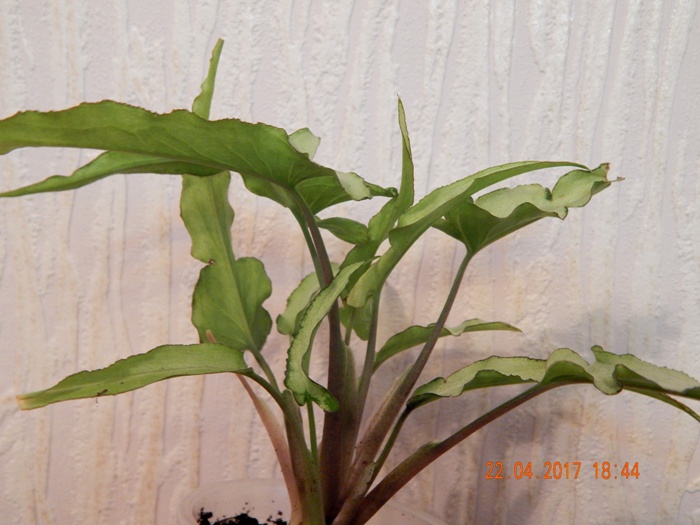 DSCN7737.JPG