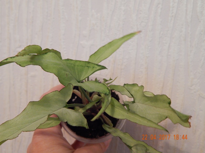 DSCN7739.JPG