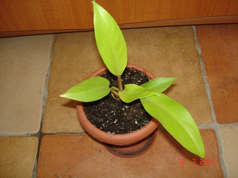 DSC06574.JPG