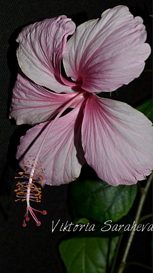 DSC_0977_500x895.jpg