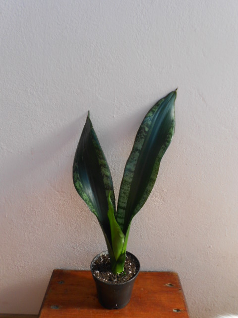 DSCN9882.JPG