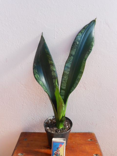 DSCN9885.JPG