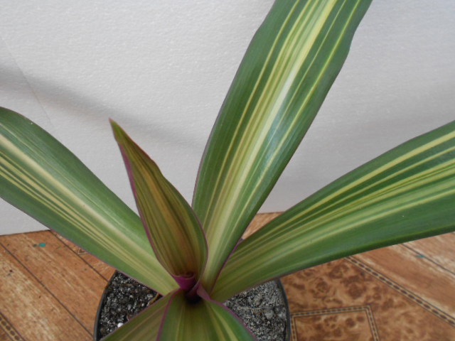 DSCN9794.JPG