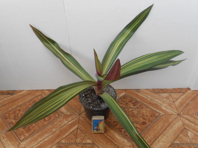 DSCN9795.JPG
