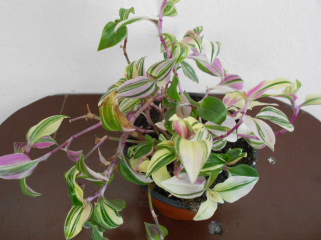 DSCN9527.JPG