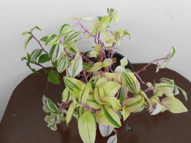 DSCN9529.JPG
