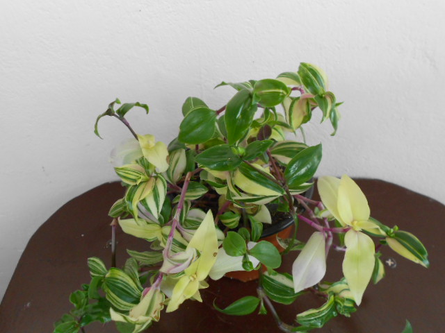 DSCN9531.JPG