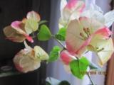 IMG_1586.JPG