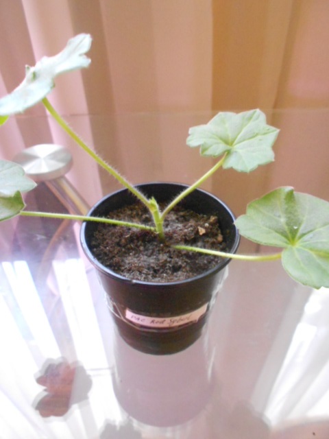 DSCN6938.JPG