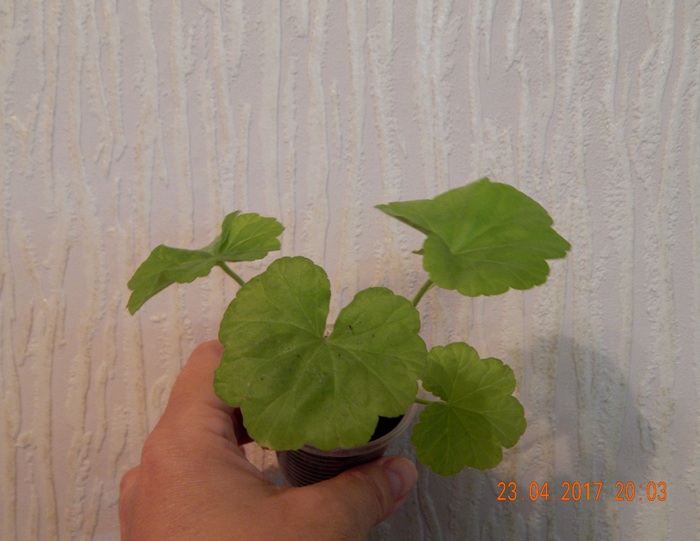 DSCN7759.JPG