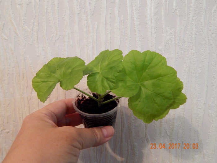 DSCN7757.JPG