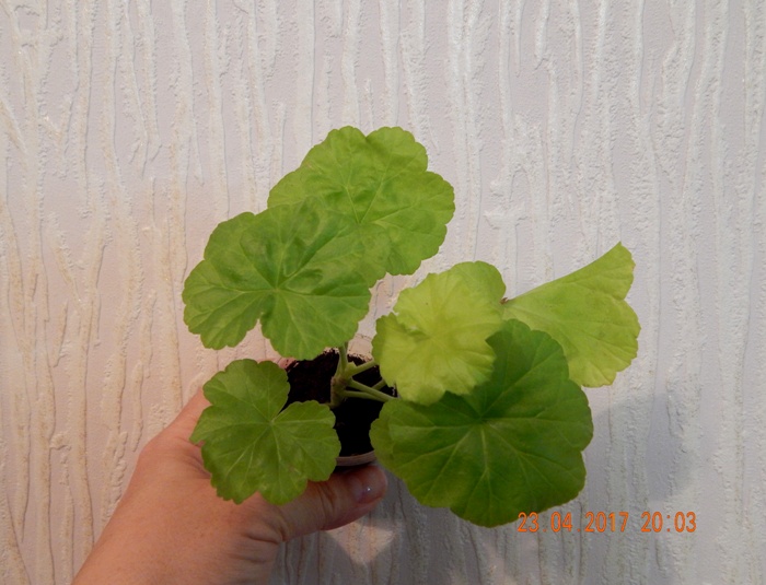 DSCN7755.JPG