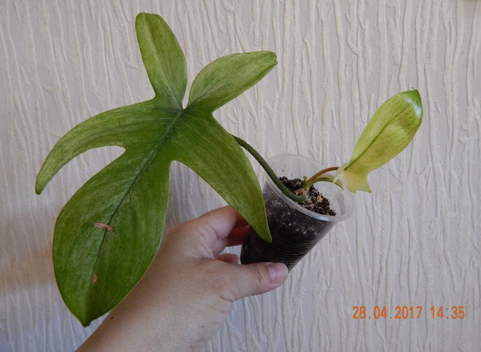 DSCN7772.JPG