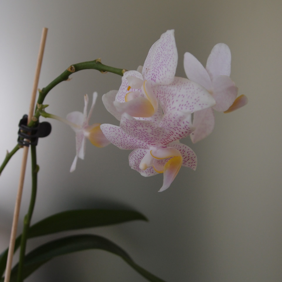 P4265063q.jpg