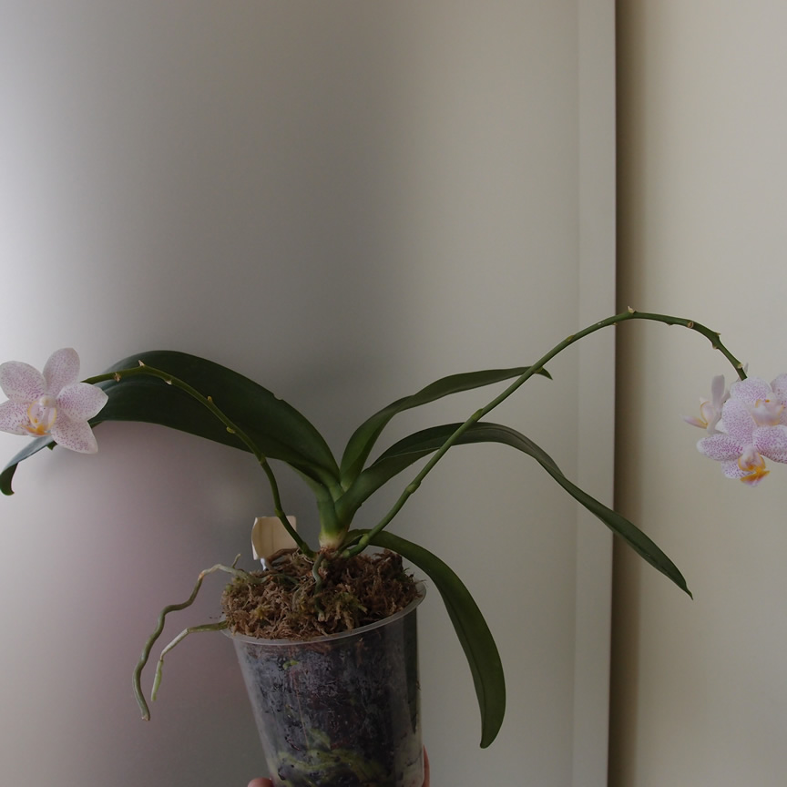 P4265062q.jpg