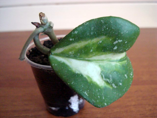 DSC03071.JPG