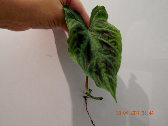 DSCN7781.JPG