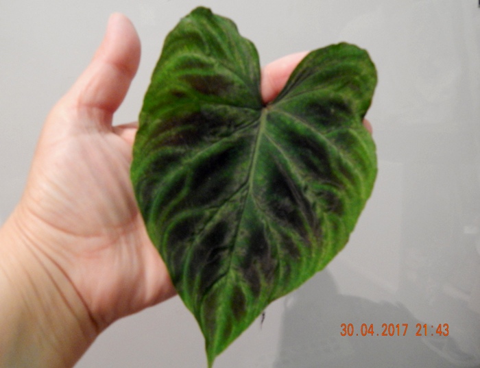 DSCN7778.JPG
