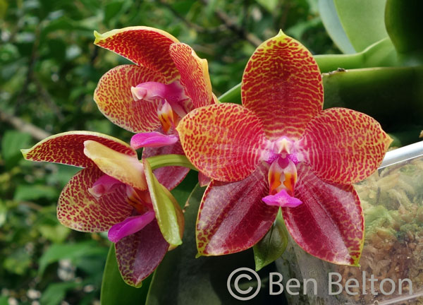 bearqueenxgigantea_c_072914.jpg