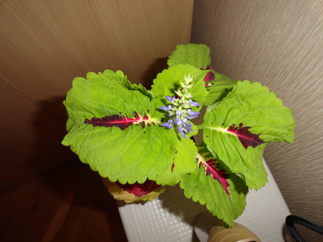 DSC02000.JPG
