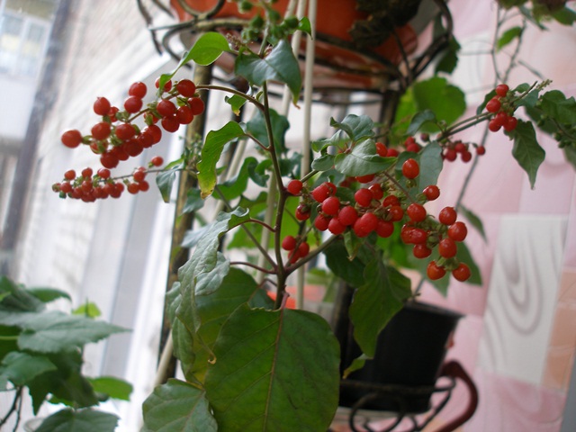 P1010048.JPG
