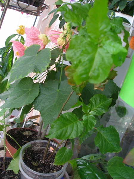 P1010007.JPG