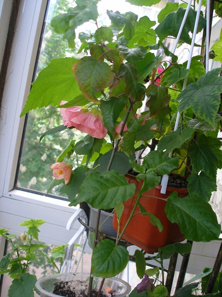 P1010006.JPG