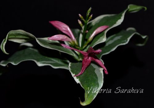 DSC_0110_500x351.jpg