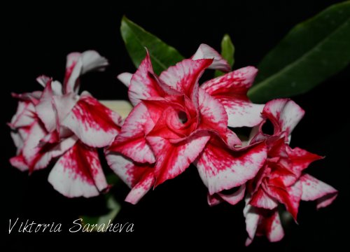 DSC_0109_500x360.jpg