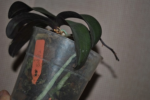 Phal. Jiaho’s Pink Girl 1.jpg