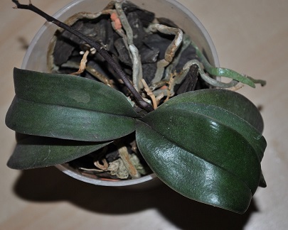 Phal. Jiaho’s Pink Girl.jpg