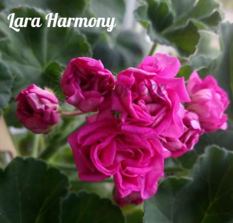 480900938_1_644x461_pelargonii-sortovye-kiev.jpg