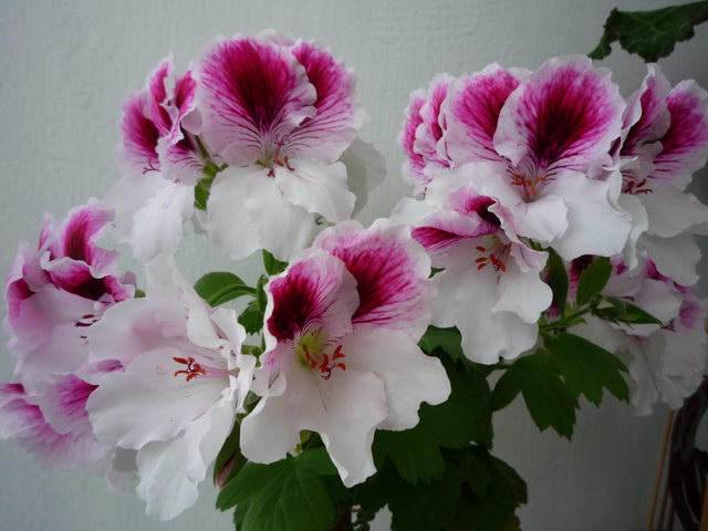 P1080650.JPG