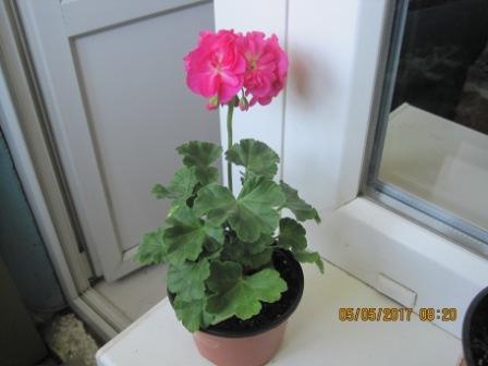 IMG_1787.JPG