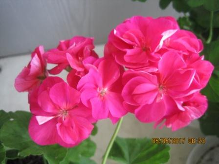 IMG_1793.JPG
