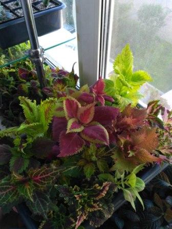 IMG_20170517_080347.jpg