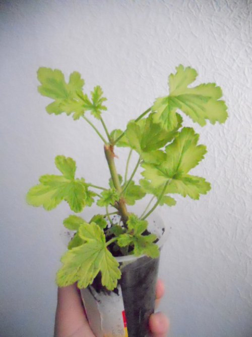 DSCN2959_500x667.jpg