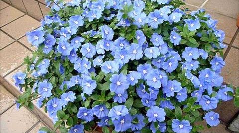 evolvus-pilosus-blue.jpg