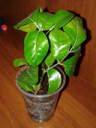 image (71).jpg