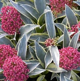 large-Skimmia jap. 'Magic Marlot'.jpg